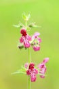 Healing hedge woundwort flower blooming Royalty Free Stock Photo