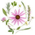 Healing herbs. Medicinal plants and flowers bouquet of echinacea, clover, yarrow, hyssop, sage, alfalfa, lavender, lemon balm