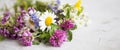 Healing herbs. Medicinal plants and flowers bouquet with mint, c