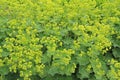 Healing herbs plant Alchemilla vulgaris, Alchemilla Glaucescens, Alchemilla mollis, the garden lady`s-mantle or lady`s-mantle in