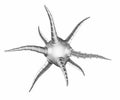 Cell size Biohybrid microrobots combine mobile microorganisms with carrier structures to deliver drugs microbiology