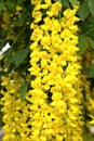 Healing Laburnum anagyroides Royalty Free Stock Photo