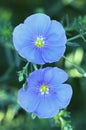 Healing linen Linum perenne Royalty Free Stock Photo