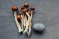 Healing with Magic Mushrooms, Psilocybin in Mental Health Royalty Free Stock Photo