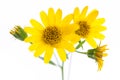 Healing plants: Arnica Arnica montana flowers in detail Royalty Free Stock Photo