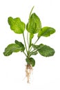 Healing plants: broadleaf plantain Plantago major L. - whole plant on white background