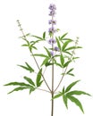 Healing plants: Chasteberry Vitex agnus-castus - isolated on white background
