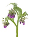 Healing plants: Comfrey Symphytum officinale L. detail against a white background Royalty Free Stock Photo