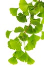 Healing plants: ginko branch ginko bilboa with many leafs isolated on white background Royalty Free Stock Photo