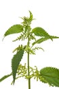 Healing plants: Stinging nettle Urtica dioica plant isolated on white background