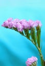 Healing pink sea lavender bloooming