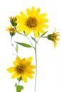 Healing plants: Arnica Arnica montana isolated on white background Royalty Free Stock Photo