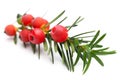 Healing plants: Branch of a yew Taxus baccata with berries Royalty Free Stock Photo