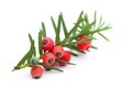 Healing plants: Branch of a yew Taxus baccata with berries Royalty Free Stock Photo