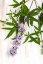 Healing plants: Chasteberry Vitex agnus castus - cutout on board