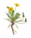 Healing plants: Dandelion Taraxacum officinale - whole plant on white background Royalty Free Stock Photo