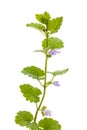 Healing plants: Ground ivy Glechoma hederacea standing in front of a white background Royalty Free Stock Photo