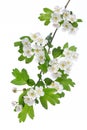 Healing plants: Hawthorn Crataegus monogyna branch with flowers on a white background Royalty Free Stock Photo