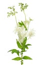 Healing plants: meadowsweet Filipendula ulmaria blossom and leafes on white background