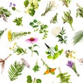 Healing plants with seamless pattern, isolated background Royalty Free Stock Photo