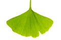 Healing plants: single ginko ginko bilboa leaf isolated on white background Royalty Free Stock Photo