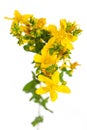 Healing plants: St. John`s Wort Hypericum perforatum on white background from a birdÃÂ´s eye view Royalty Free Stock Photo