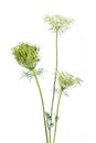 Healing plants: Wild carrot Daucus carota - in front of white background