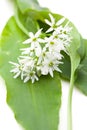 Wild garlic Allium ursinum leaves, blossom and stem Royalty Free Stock Photo