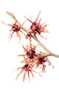 Healing plants: witch-hazel Hamamelis vernalis blossoms isolated on white background Royalty Free Stock Photo