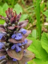 Healing power on my menu, the pyramidal bugle Royalty Free Stock Photo