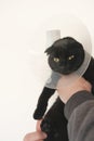 Healing Protective Cone for pets.Examining Cat with a veterinarian.Cat in a Anti Bite Safety Neck Collar . black Cat in