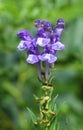Healing Scutellaria Baicalensis Royalty Free Stock Photo