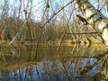 Healing spa mud and peat bog