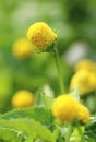 Healing Spilanthes oleracea