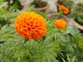 Marigold in the flower pot in terrace Royalty Free Stock Photo