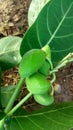 HEALTH BENEFITS ,amazing poisonous plant calotropis procera, fruit tree apple of Sodom