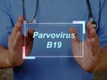 Health care concept meaning Parvovirus B19 with inscription on the sheet