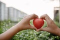 Health Care and CSR Insurance Concept, Female Hands Holding Red Heart Shape for Organ Donation. Healthy Wellbeing and Life Balance