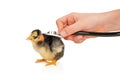 Health check on a chicken with stethoscope Royalty Free Stock Photo