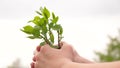 Health, environment care for mother earth. The girl's hands are holding a tree sapling. Growth and agriculture new life