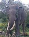 Health male elephant in conservation in Riau