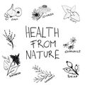 Health from nature handwritten text and herbs hand drawn vector illustration set. Mint, chamomile, echinacea, rosehip, elderberry,