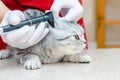 Health of pet. Care animal.Veterinarian doctor checking the ears of the cat Scottish Fold with otoscope in veterinary clinic.Pet Royalty Free Stock Photo