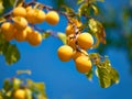 Health, sustainability and nutrition yellow plums growing in nature on farm or orchard. Organic, tasty fruit on tree Royalty Free Stock Photo