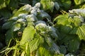 Health, Urtica dioica, often called common nettle or stinging nettle