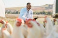 Healthcare, chicken and farm with a vet man using a tablet for research, free range poultry or sustainability farming