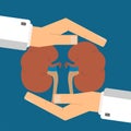 Healthcare concept. Doctor`s hands protect human kidneys. Vector