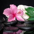 healthcare concept of pink hibiscus, green leaf shefler with drops and white stacked towels on zen stones in reflection water Royalty Free Stock Photo