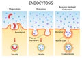 Healthcare and Medical education drawing chart of Endocytosis cellular process for Science Biology study