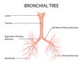 Healthcare and Medical education drawing chart of Human Bronchial Tree of Lungs for Science Biology study